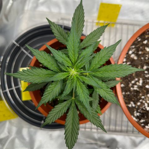 Cookies Gelato growlog timeline photo