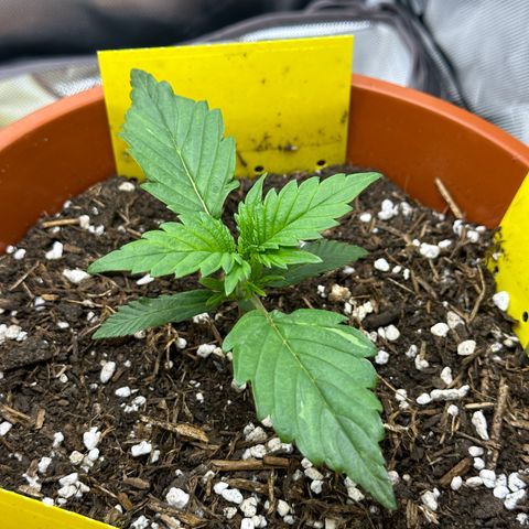 Northern Lights Automatic growlog timeline photo