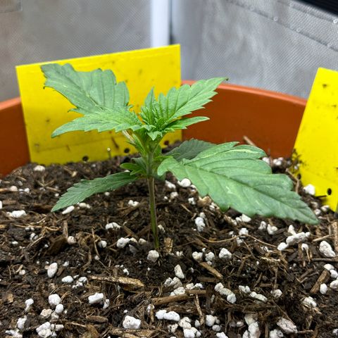Northern Lights Automatic growlog timeline photo