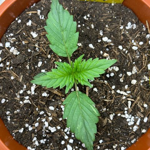 Northern Lights Automatic growlog timeline photo