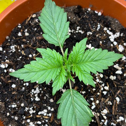 Northern Lights Automatic growlog timeline photo
