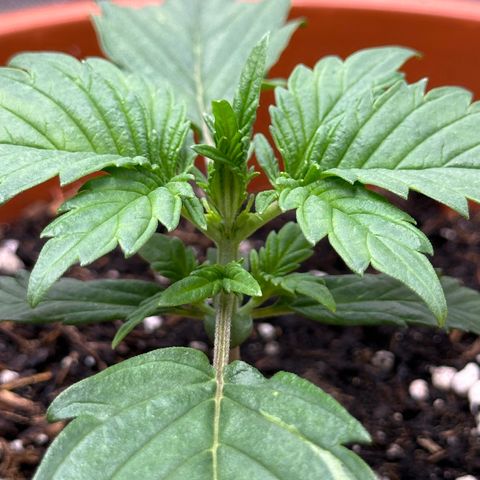 Northern Lights Automatic growlog timeline photo
