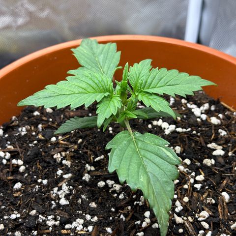 Northern Lights Automatic growlog timeline photo