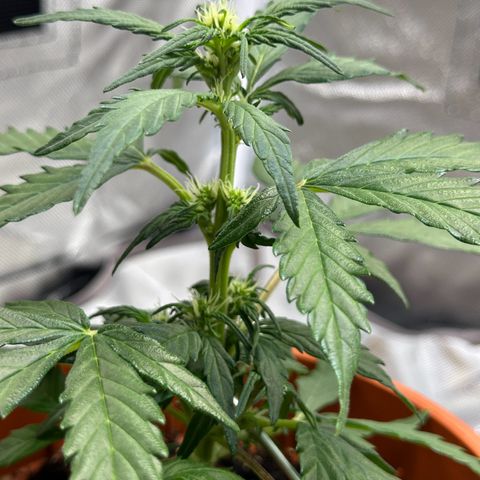 Cookies Gelato growlog timeline photo