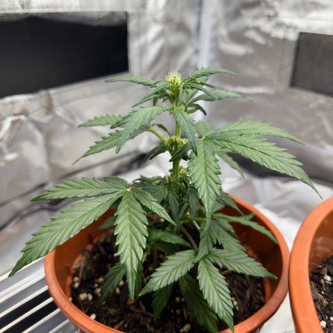Cookies Gelato growlog timeline photo