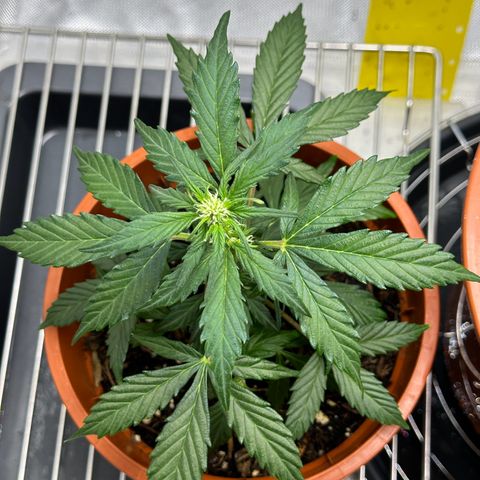 Cookies Gelato growlog timeline photo