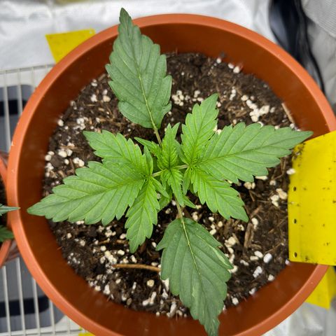 Northern Lights Automatic growlog timeline photo