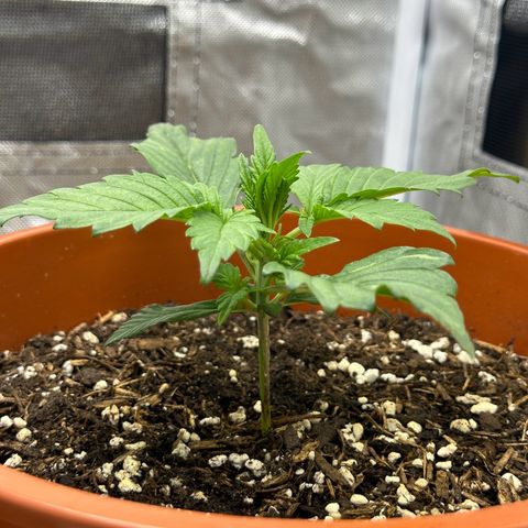 Northern Lights Automatic growlog timeline photo