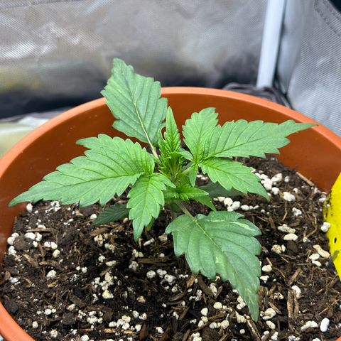 Northern Lights Automatic growlog timeline photo