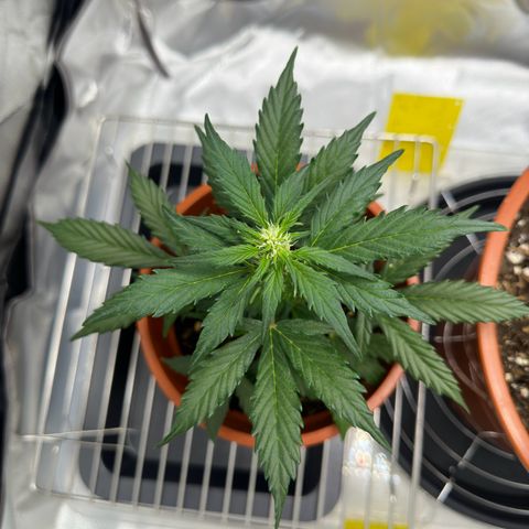 Cookies Gelato growlog timeline photo