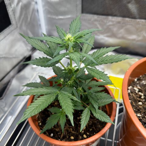 Cookies Gelato growlog timeline photo