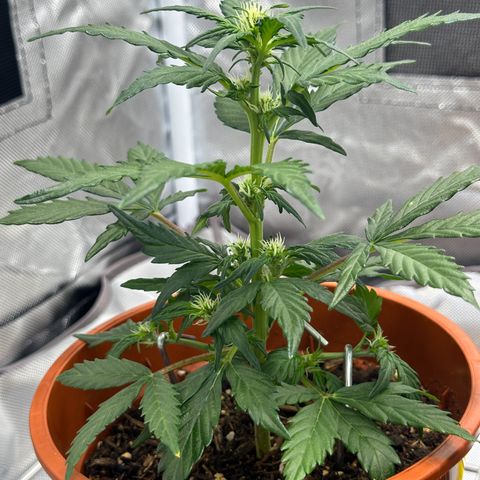 Cookies Gelato growlog timeline photo