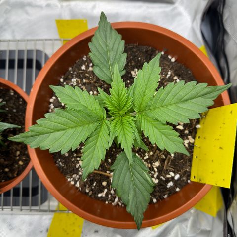 Northern Lights Automatic growlog timeline photo