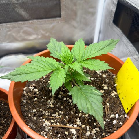 Northern Lights Automatic growlog timeline photo
