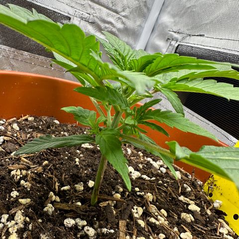 Northern Lights Automatic growlog timeline photo