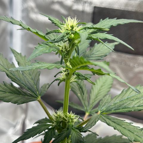 Cookies Gelato growlog timeline photo