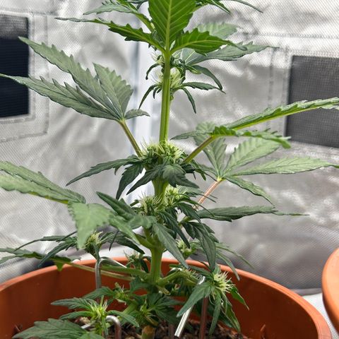 Cookies Gelato growlog timeline photo