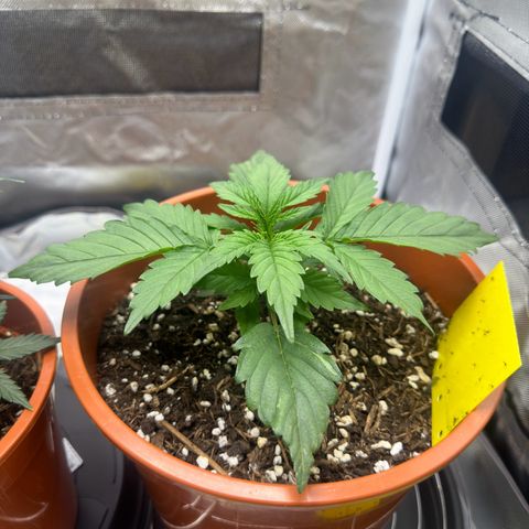 Northern Lights Automatic growlog timeline photo