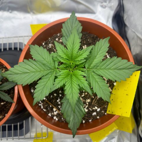 Northern Lights Automatic growlog timeline photo