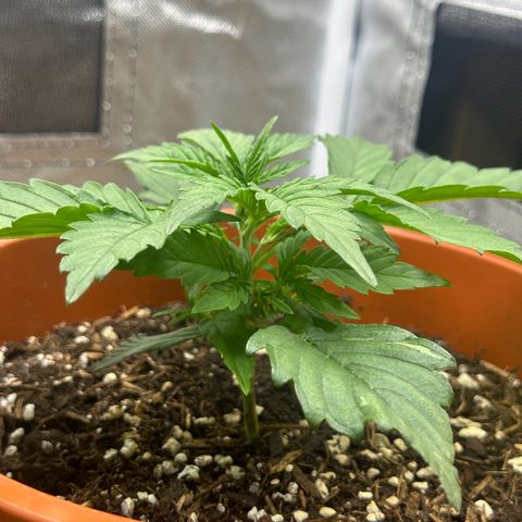 Northern Lights Automatic growlog timeline photo