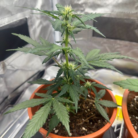 Cookies Gelato growlog timeline photo
