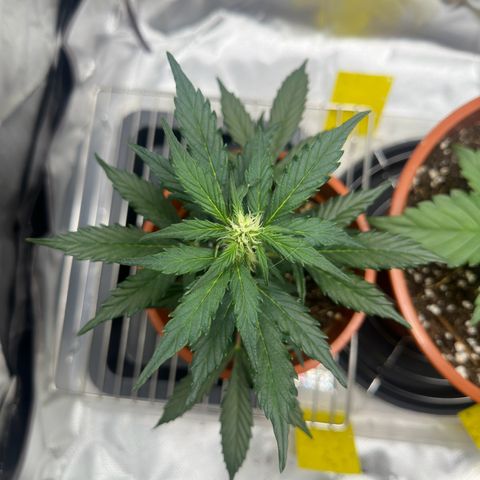 Cookies Gelato growlog timeline photo