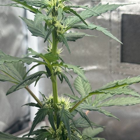 Cookies Gelato growlog timeline photo