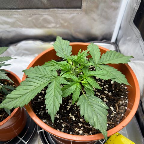 Northern Lights Automatic growlog timeline photo