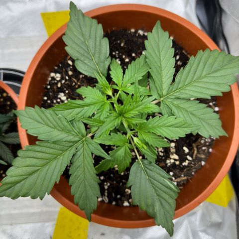 Northern Lights Automatic growlog timeline photo