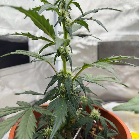 Cookies Gelato growlog timeline photo