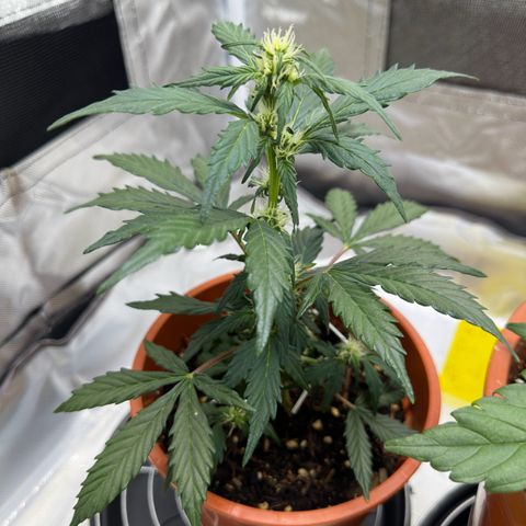 Cookies Gelato growlog timeline photo