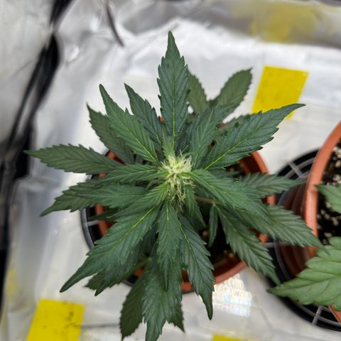 Cookies Gelato growlog timeline photo
