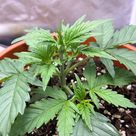 Northern Lights Automatic growlog timeline photo