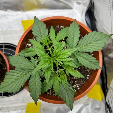 Northern Lights Automatic growlog timeline photo