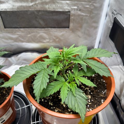 Northern Lights Automatic growlog timeline photo