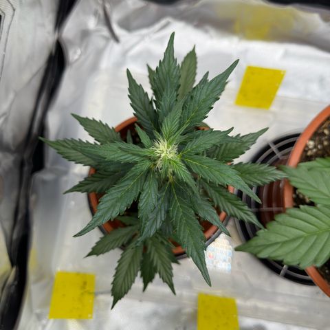 Cookies Gelato growlog timeline photo