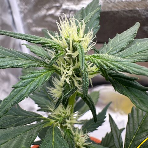 Cookies Gelato growlog timeline photo