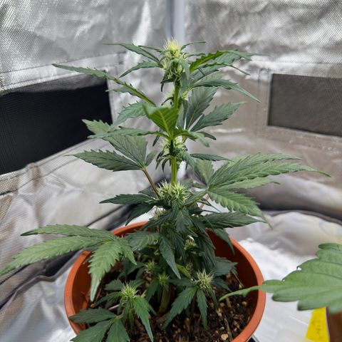 Cookies Gelato growlog timeline photo