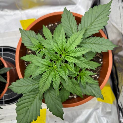 Northern Lights Automatic growlog timeline photo
