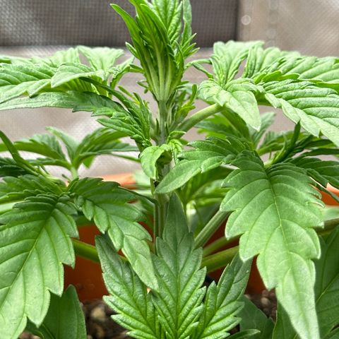 Northern Lights Automatic growlog timeline photo
