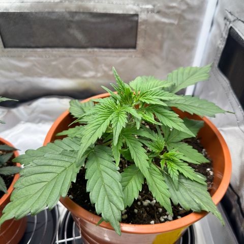 Northern Lights Automatic growlog timeline photo