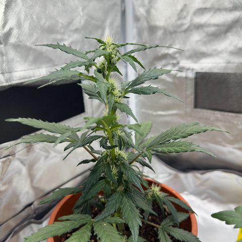 Cookies Gelato growlog timeline photo