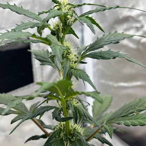 Cookies Gelato growlog timeline photo