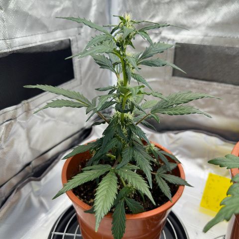 Cookies Gelato growlog timeline photo
