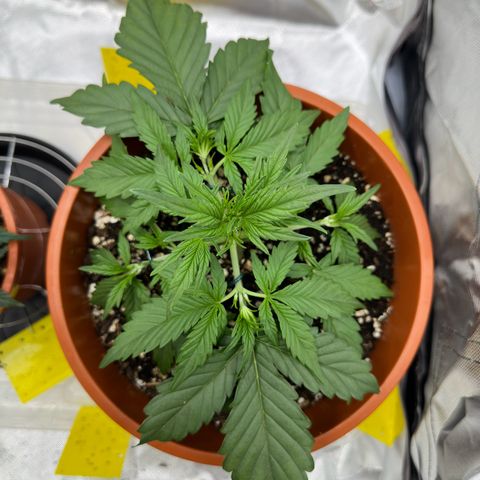 Northern Lights Automatic growlog timeline photo