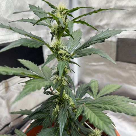 Cookies Gelato growlog timeline photo