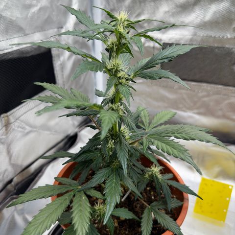Cookies Gelato growlog timeline photo
