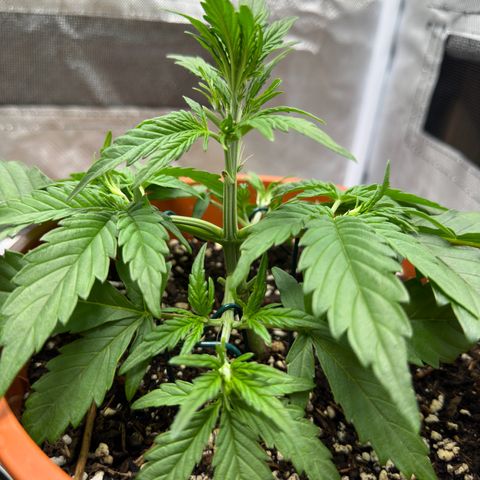 Northern Lights Automatic growlog timeline photo