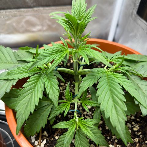 Northern Lights Automatic growlog timeline photo