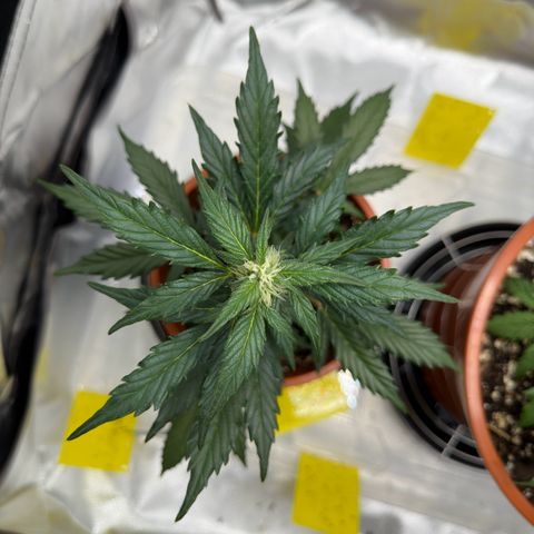 Cookies Gelato growlog timeline photo